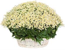 Цветочная композиция из Ромашки в корзине #REPLACE_PRED# Чамлыкской